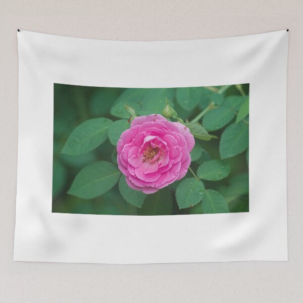 Item preview, Hlk pink rose designed and sold by pcfyi.