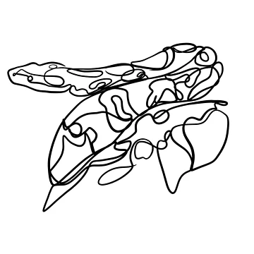 Artwork thumbnail, Ball Python by Ali Oops Design