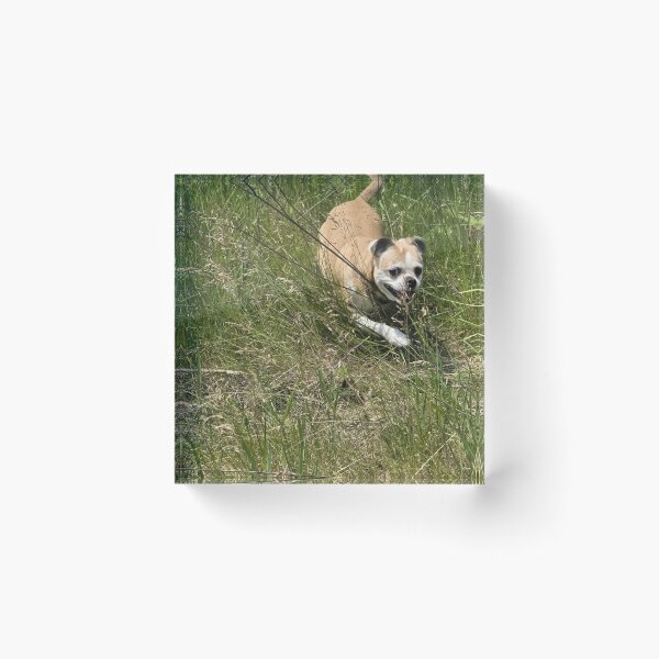 Item preview, Bumble Running Through Tall Grass designed and sold by CassiferLynnArt.