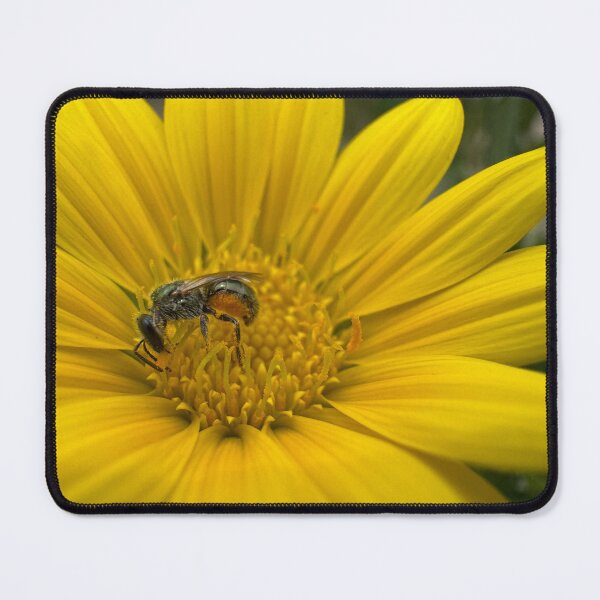 Item preview, Native Australian Bee Harvesting Bright Yellow Flower designed and sold by Moss Goblin Art and Photography .