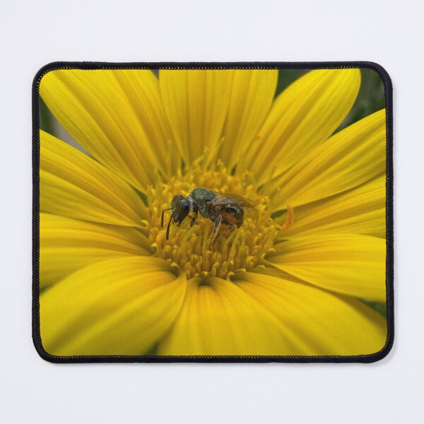 Item preview, Native Australian Bee Watching from Bright Yellow Flower designed and sold by Moss Goblin Art and Photography .