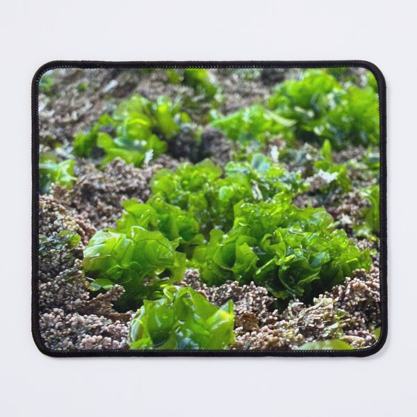 Item preview, Perfect Green Algae part 3 designed and sold by Moss Goblin Art and Photography .