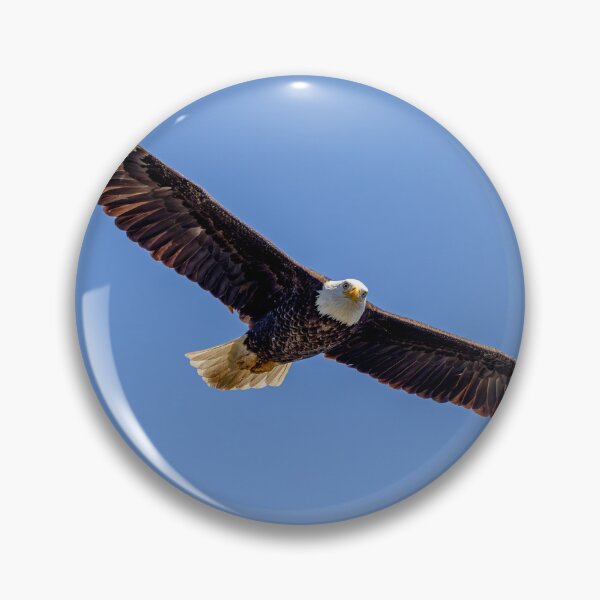 Item preview, Huntington Beach Bald Eagle's Two Eyed Stare designed and sold by PsychoAlien.com.