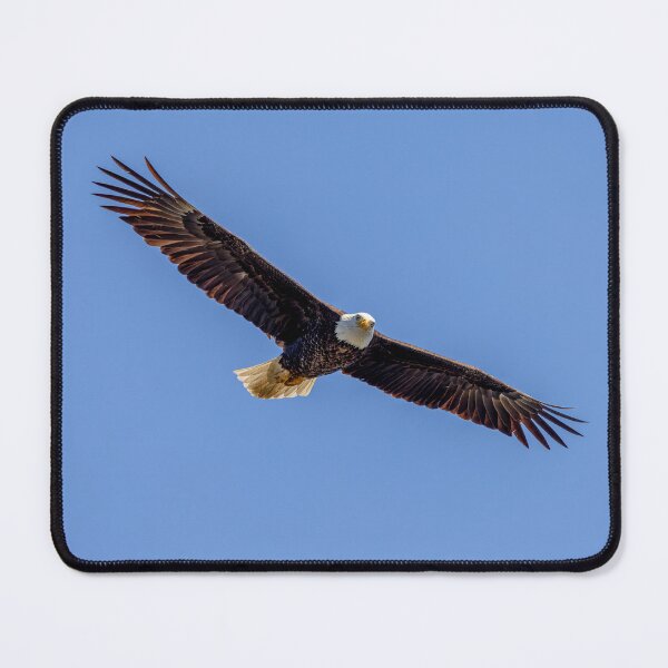 Item preview, Huntington Beach Bald Eagle's Two Eyed Stare designed and sold by PsychoAlien.com.
