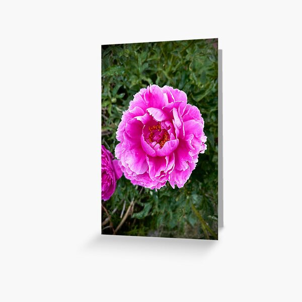 Item preview, peony designed and sold by dedelynnxx.