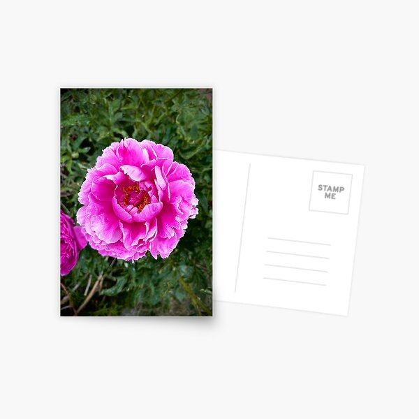 Item preview, peony designed and sold by dedelynnxx.