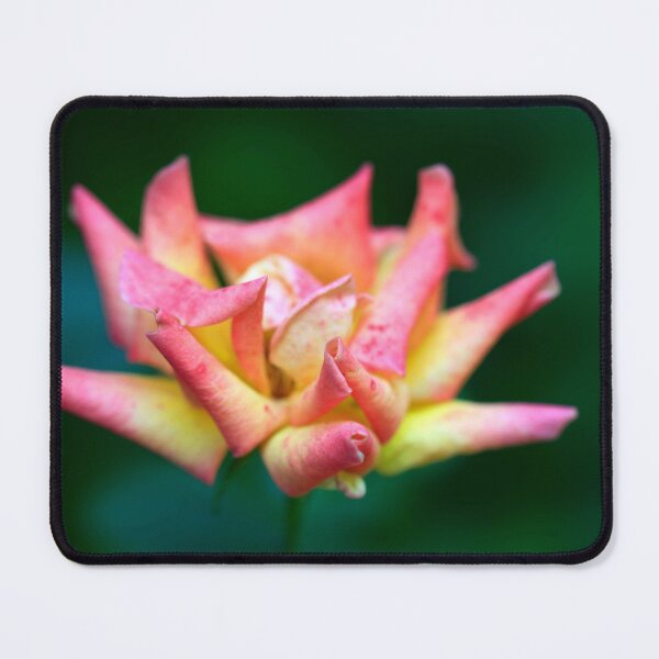 Item preview, Pink rose on green background designed and sold by olena2552.