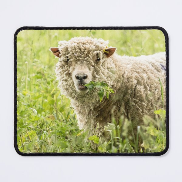Item preview, Southdown Sheep designed and sold by Jane Stanley Photography.