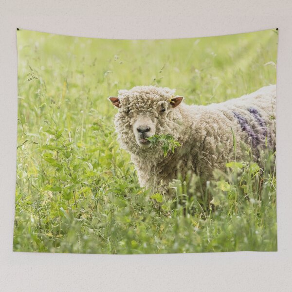 Item preview, Southdown Sheep designed and sold by Jane Stanley Photography.