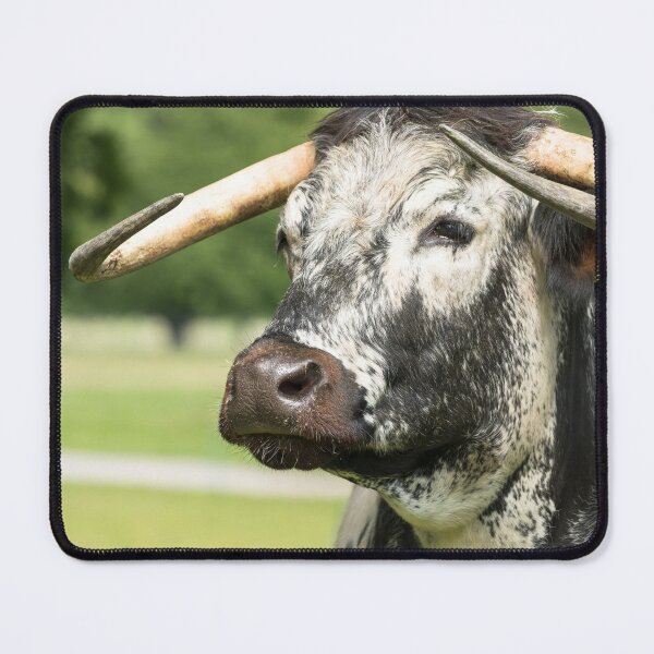 Item preview, English Longhorn Cow II designed and sold by Jane Stanley Photography.