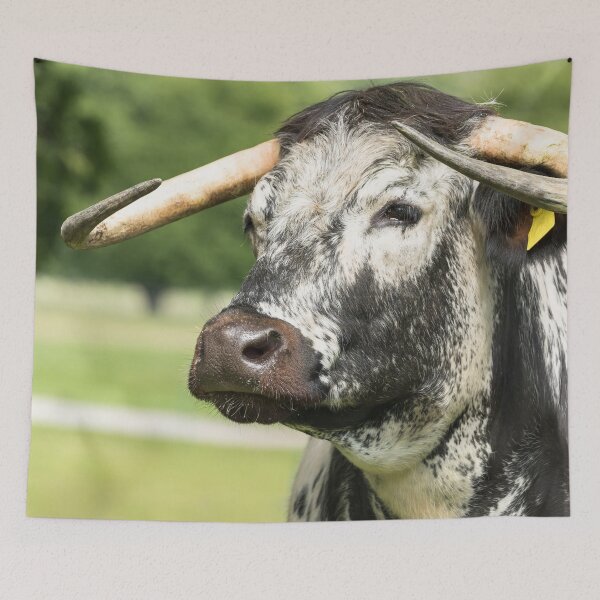 Item preview, English Longhorn Cow II designed and sold by Jane Stanley Photography.