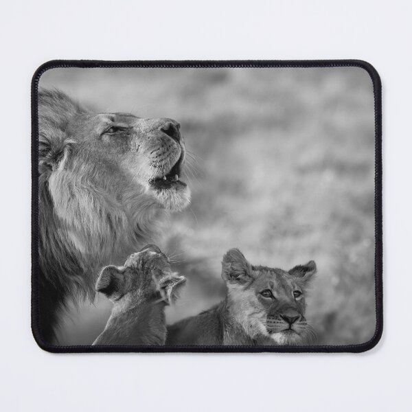 Item preview, A Lion and Two Cubs in Botswana in BW designed and sold by Kay Brewer.
