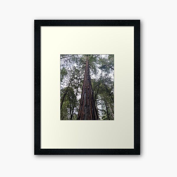 Item preview, Sequoia designed and sold by AlexrKart.