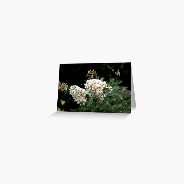Vista previa del artículo con la obra «Crepe mirto blanco», diseñado y vendido por gistinker.