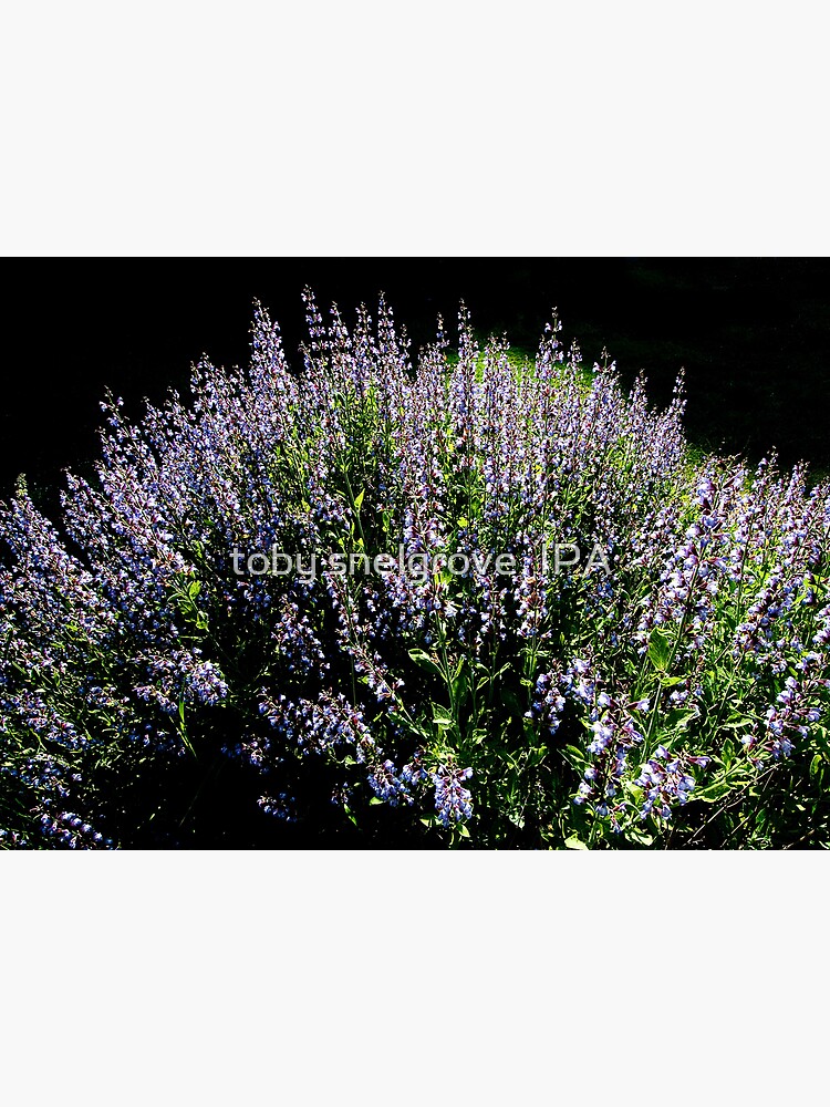 Purple Profusion by tobysnelgrove