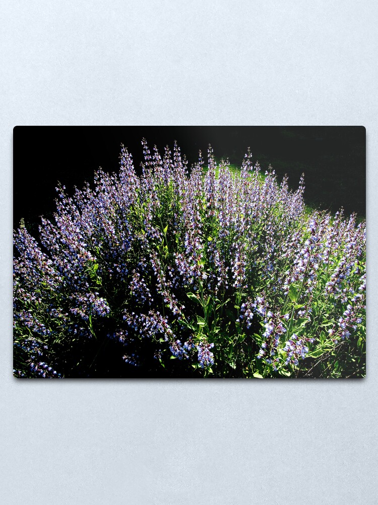 Alternate view of Purple Profusion Metal Print
