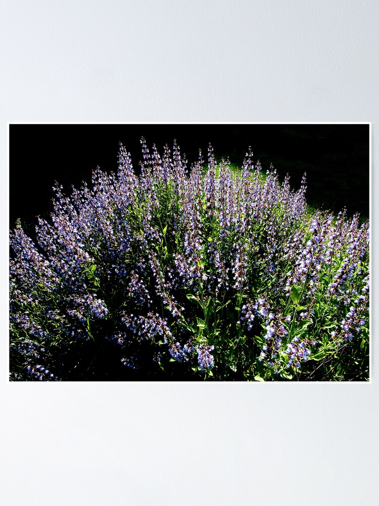 Alternate view of Purple Profusion Poster