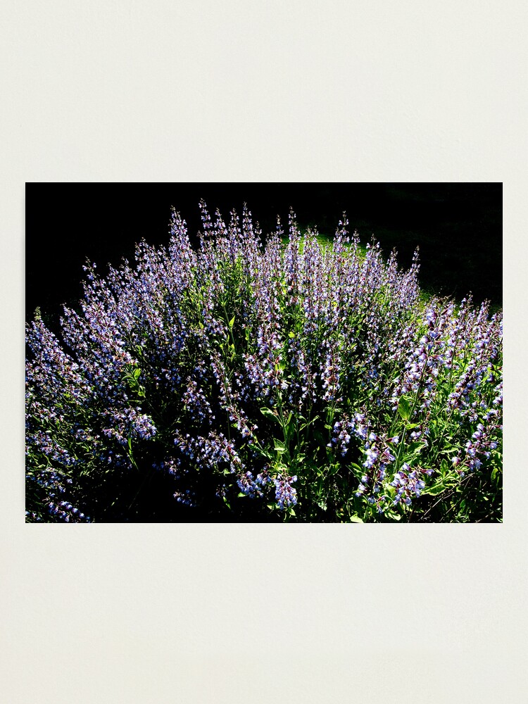 Alternate view of Purple Profusion Photographic Print