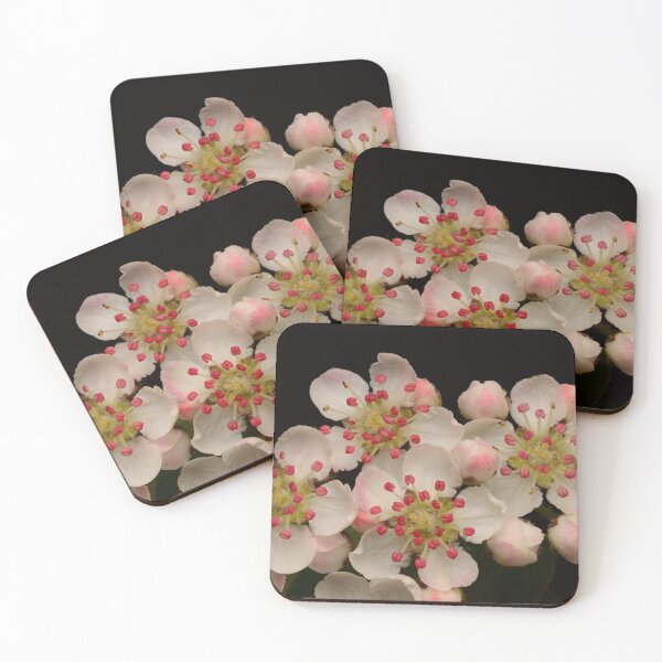 Item preview, Macro of Aronia Melanocarpa Blossoms White Flowers designed and sold by Goiko7Margarita.