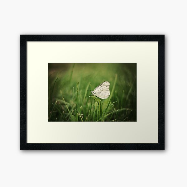 Butterfly Framed Art Print