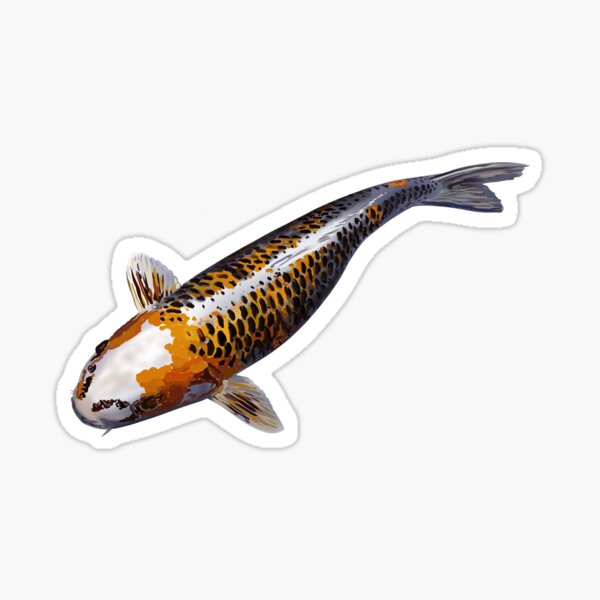 carpe koï Sticker