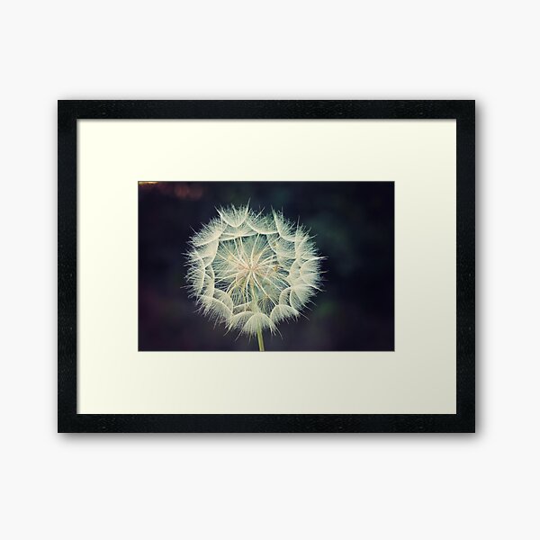 Dandelion 3 Framed Art Print