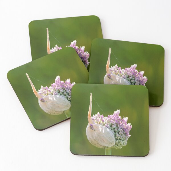 Item preview, Allium Unfolding and Shedding Outer Skin designed and sold by Dorset Girl.
