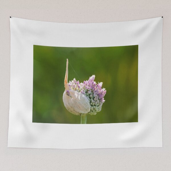 Item preview, Allium Unfolding and Shedding Outer Skin designed and sold by Dorset Girl.