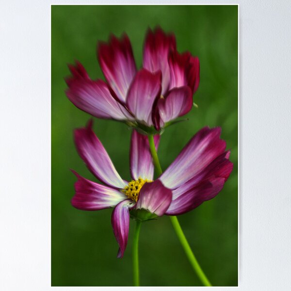 Item preview, Season in purple designed and sold by Matsumoto.