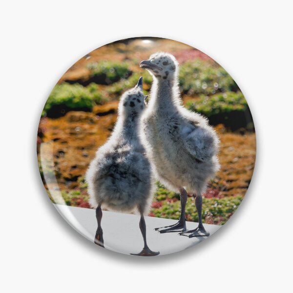 Item preview, Herring Gull Young Chicks on a Mossy Rooftop designed and sold by Dorset Girl.