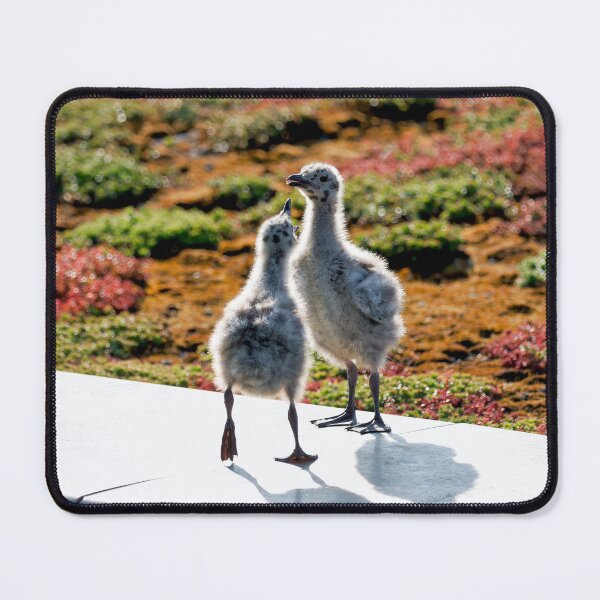 Item preview, Herring Gull Young Chicks on a Mossy Rooftop designed and sold by Dorset Girl.