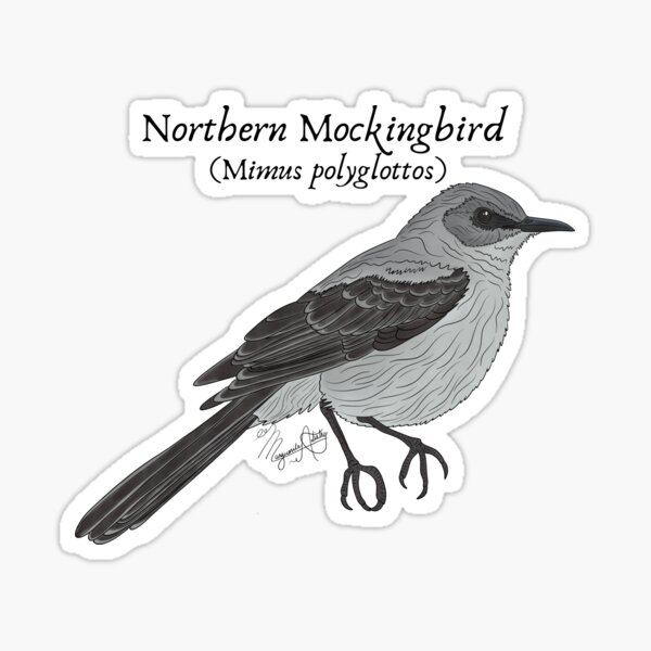 Item preview, Texas Native Bird- Northern Mockingbird (Mimus polyglottos) Vintage Nature Art designed and sold by Marguerite Artistry.