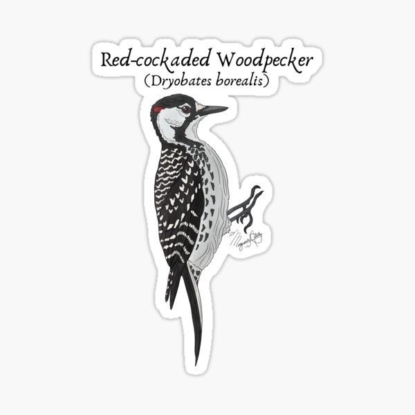Item preview, Texas Native Bird- Red-cockaded Woodpecker (Dryobates borealis) Vintage Nature Art designed and sold by Marguerite Artistry.