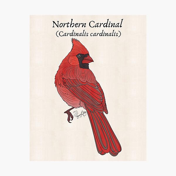 Item preview, Texas Native Bird- Northern Cardinal (Cardinalis cardinalis) Vintage Nature Art designed and sold by Marguerite Artistry.