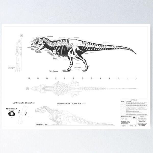 Item preview, Tyrannosaurus rex - Skeletal Illustration designed and sold by Iofry.