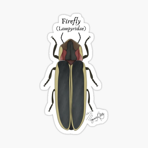 Item preview, Texas Native Insect- Firefly (Lampyridae) Vintage Nature Art designed and sold by Marguerite Artistry.