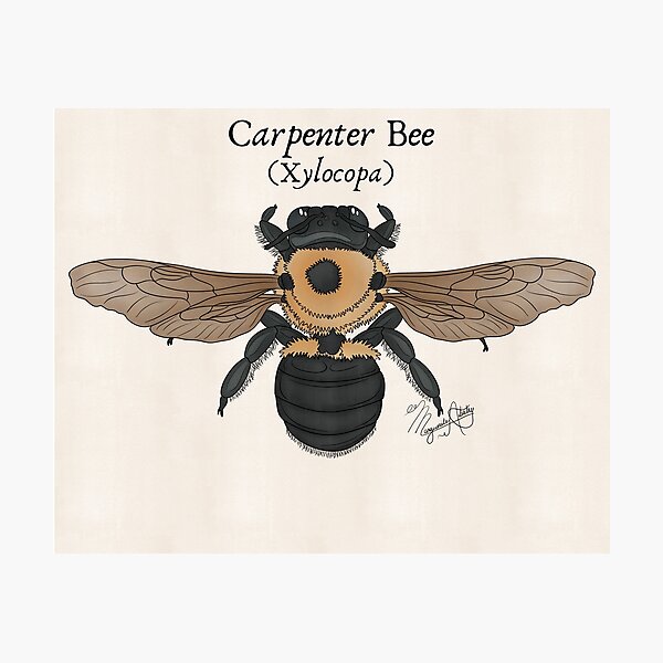 Item preview, Texas Native Insect- Carpenter Bee (Xylocopa) Vintage Nature Art designed and sold by Marguerite Artistry.