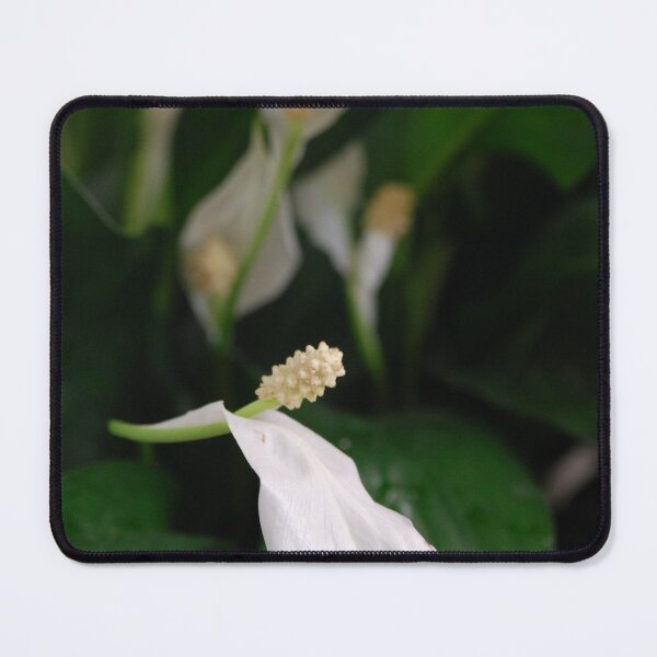 Item preview, Peace Lily designed and sold by Lozzar Flowers & Art.