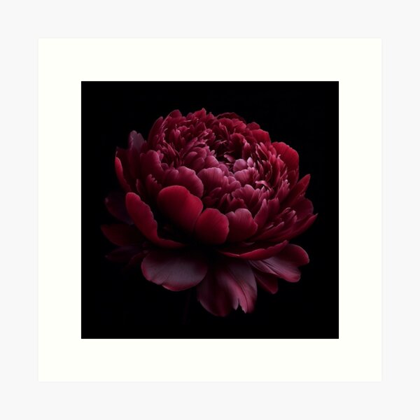Item preview, Burgundy Peony Flower on Black Background  designed and sold by SolaoLab.