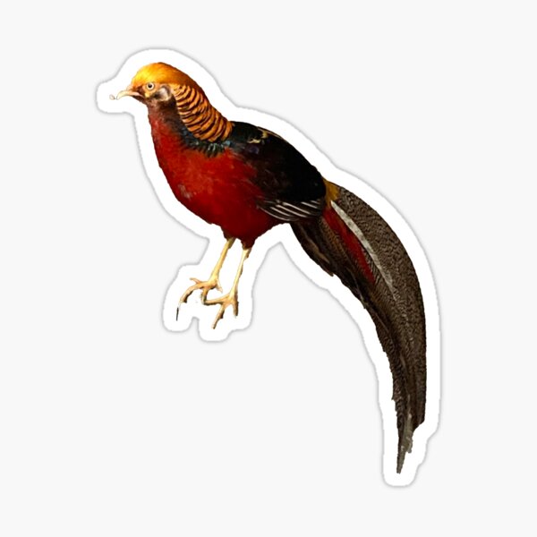 Item preview, Golden Pheasant designed and sold by Taranodongirl7.