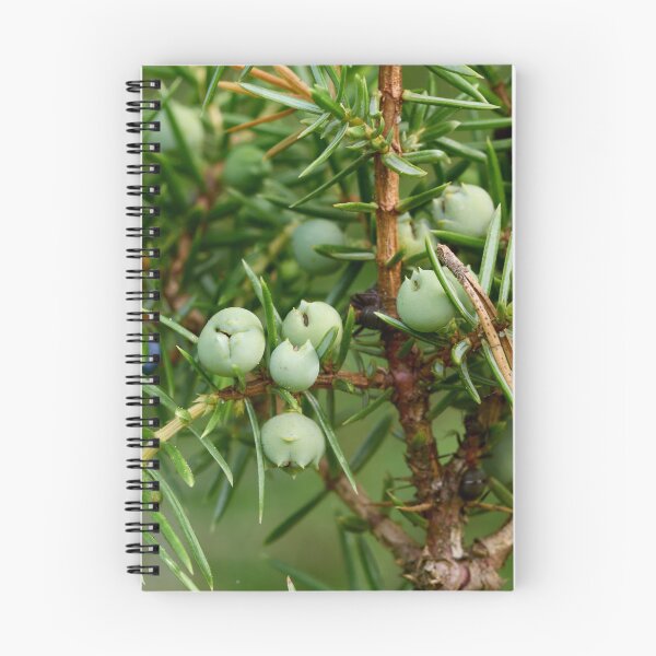 Item preview, Juniper berries getting blue designed and sold by Jouko Lehto Photography.