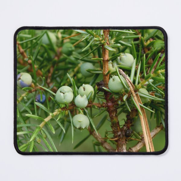 Item preview, Juniper berries getting blue designed and sold by Jouko Lehto Photography.