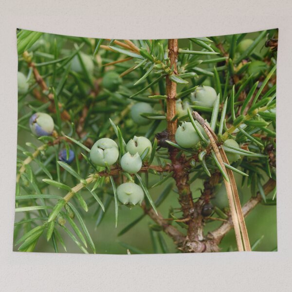 Item preview, Juniper berries getting blue designed and sold by Jouko Lehto Photography.