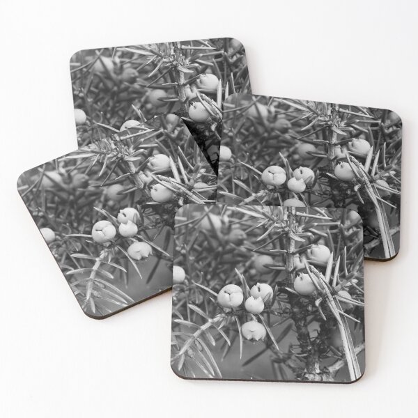 Item preview, Juniper berries getting blue bw designed and sold by Jouko Lehto Photography.