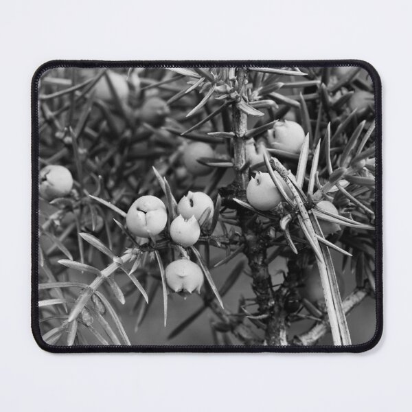 Item preview, Juniper berries getting blue bw designed and sold by Jouko Lehto Photography.