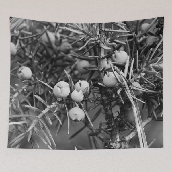 Item preview, Juniper berries getting blue bw designed and sold by Jouko Lehto Photography.