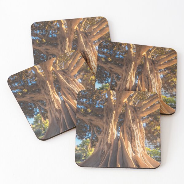 Item preview, Big old Ficus tree with large roots designed and sold by Long Exposure.