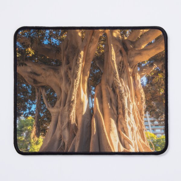 Item preview, Big old Ficus tree with large roots designed and sold by Long Exposure.