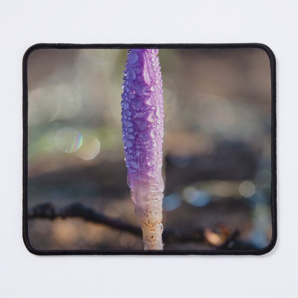 Item preview, Morgentau On Crocus In Sunlight designed and sold by MadeulookArt.
