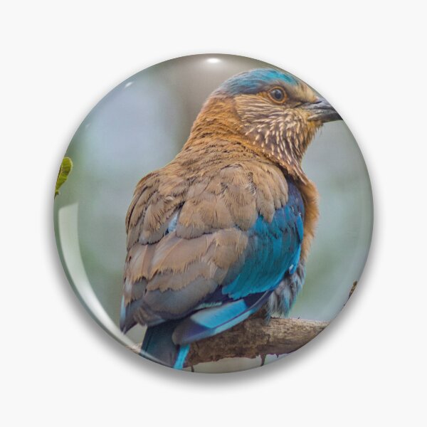 Item preview, Indian Roller designed and sold by lucidillusions.